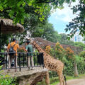 Kebun Binatang Bandung: Destinasi Utama Keluarga di Libur Nataru 2024